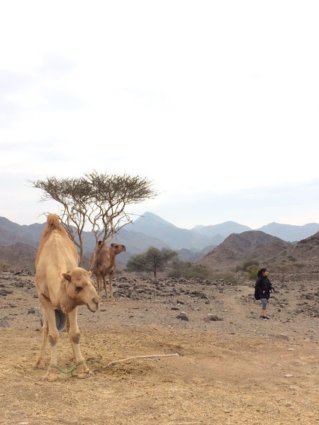 camels in wadi modaynah ras alkhaimah showka